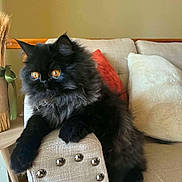Luna Gizi joined the competition — help win amazing prizes! cat, black_cat, fluffy, long_hair, amber_eyes, pet, animal, sitting, lounging, indoor, living_room, sofa, armchair, cushion, furniture, portrait, close_up, fur, whiskers, domestic_animal