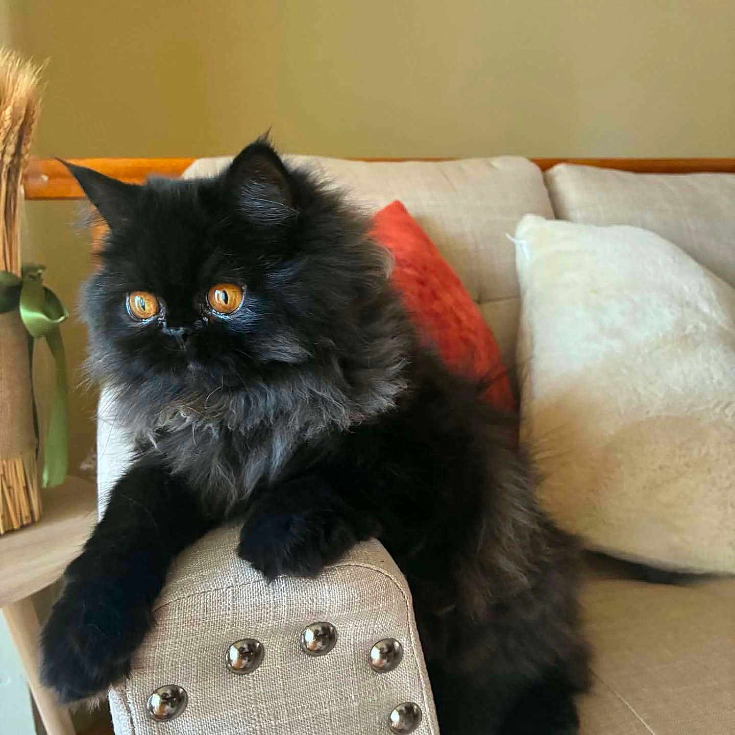 Luna Gizi joined the competition — help win amazing prizes! cat, black_cat, fluffy, long_hair, amber_eyes, pet, animal, sitting, lounging, indoor, living_room, sofa, armchair, cushion, furniture, portrait, close_up, fur, whiskers, domestic_animal