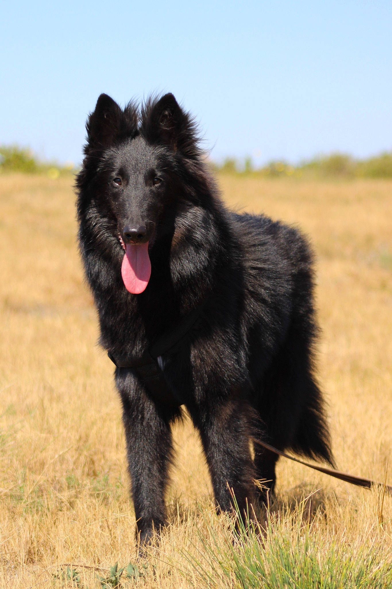Sansa participe au concours pour gagner de l'argent avec cette photo : canidae, carnivore, companion_dog, dog, dog_breed, german_spitz_klein, giant_dog_breed, grass, grassland, herding_dog, landscape, non_sporting_group, sky, snout, sporting_group, terrestrial_animal, wildlife, working_animal, working_dog