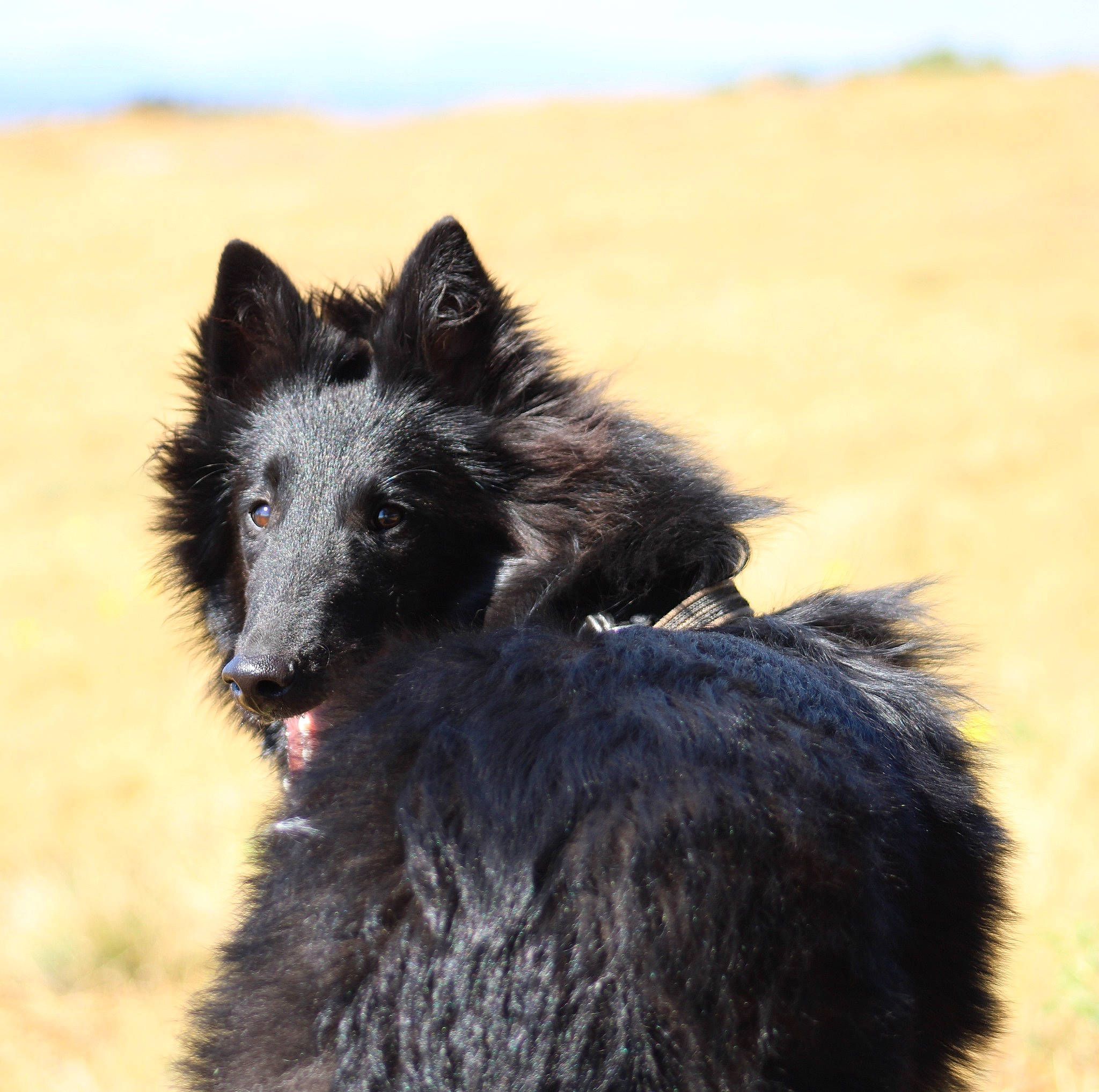 Sansa a rejoint le concours — aidez-le/la à gagner de superbes lots ! balance, canidae, carnivore, dog, dog_breed, fur, groenendael, herding_dog, non_sporting_group, sporting_group, terrestrial_animal, wildlife, working_animal, working_dog