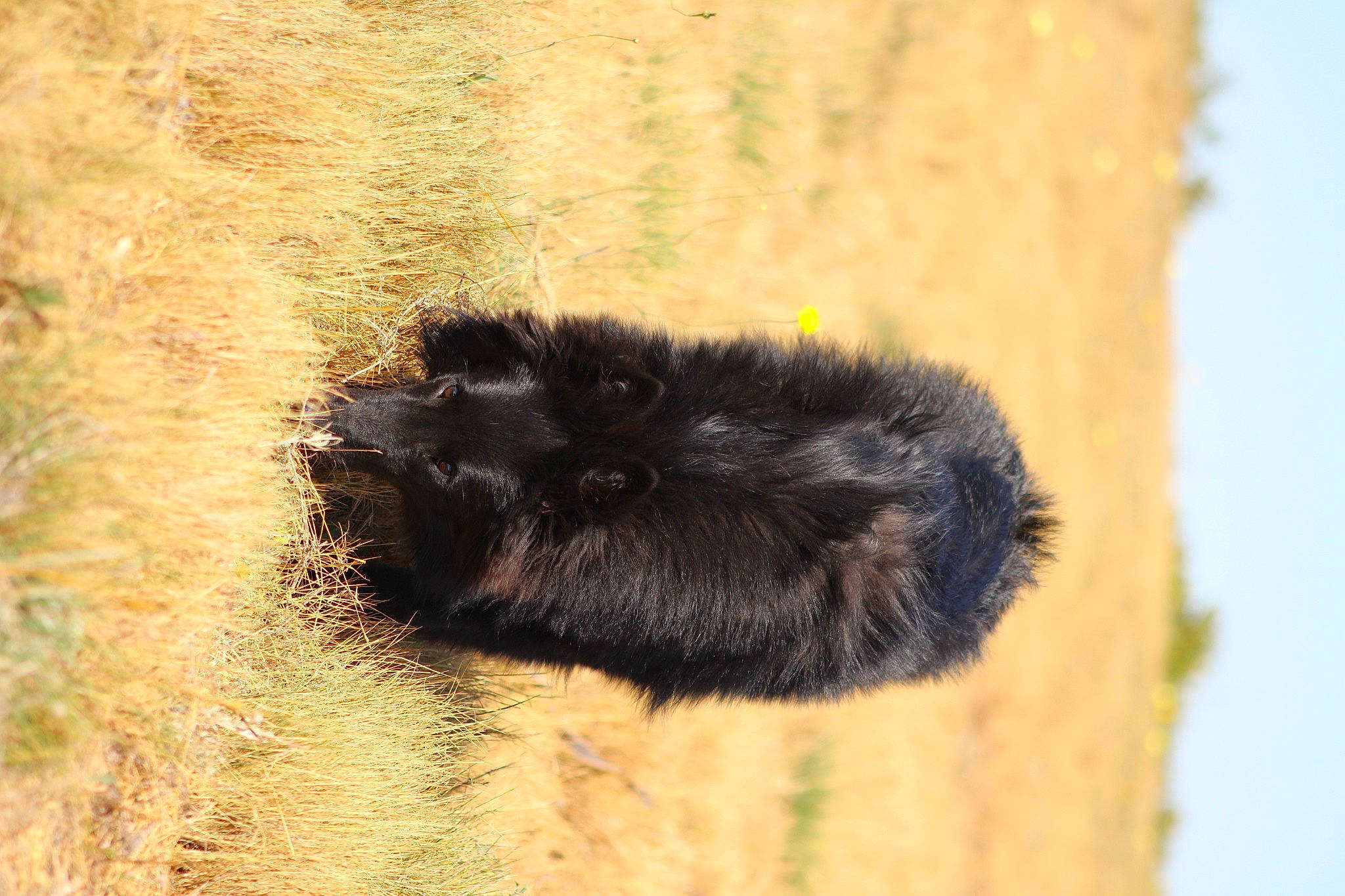Sansa participe au concours pour gagner de l'argent avec cette photo : arthropod, fur, insect, invertebrate, parasite, pollinator, snout, terrestrial_animal, wildlife