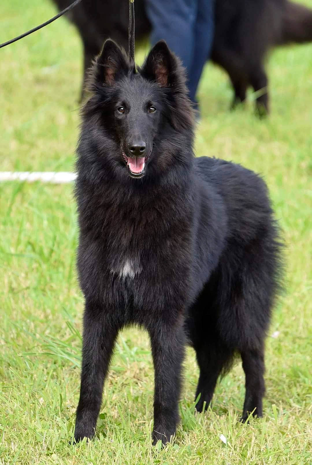 Sansa a rejoint le concours — aidez-le/la à gagner de superbes lots ! canidae, carnivore, companion_dog, dog, dog_breed, fur, grass, herding_dog, snout, sporting_group, tail, terrestrial_animal, tire, wildlife, working_animal, working_dog