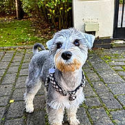 Mae a rejoint le concours — aidez-le/la à gagner de superbes lots ! dog, pet, outdoor, pavement, moss, harness, gray_fur, white_fur, curious, small_dog, garden, leafy, side_view, alert, cute, animal, canine, fur, walking, daylight