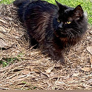Murphy joined the competition — help win amazing prizes! cat, black_cat, animal, outdoor, grass, leaves, nature, feline, pet, fur, eyes, walking, alert, wildlife, mammal, closeup, daylight, cute, fluffy, ground