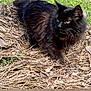 cat, black_cat, animal, outdoor, grass, leaves, nature, feline, pet, fur, eyes, walking, alert, wildlife, mammal, closeup, daylight, cute, fluffy, ground
