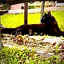 black_cat, cat, animal, outdoor, grass, garden, leaves, nature, pet, feline, resting, curious, shadow, metal_structure, ground, side_view, daylight, greenery, wildlife, relaxed