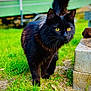 animal, background_blur, black_cat, cat, closeup, curious, daylight, feline, fur, grass, greenery, mammal, nature, outdoor, pet, portrait, walking, whiskers, wildlife, yellow_eyes