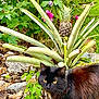 animal, black_cat, cat, closeup, curious, foliage, fur, garden, greenery, ground, leaf, mammal, nature, outdoor, pet, pineapple_plant, plant, rocks, wildlife, yellow_eyes