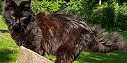 Murphy is registered to the contest to win money with this photo: cat, black_cat, animal, outdoor, forest, wood, pile, sunlight, greenery, nature, fluffy, pet, mammal, tail, tree, daylight, grass, wildlife, feline, closeup