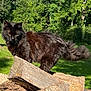 animal, black_cat, cat, closeup, daylight, feline, fluffy, forest, grass, greenery, mammal, nature, outdoor, pet, pile, sunlight, tail, tree, wildlife, wood