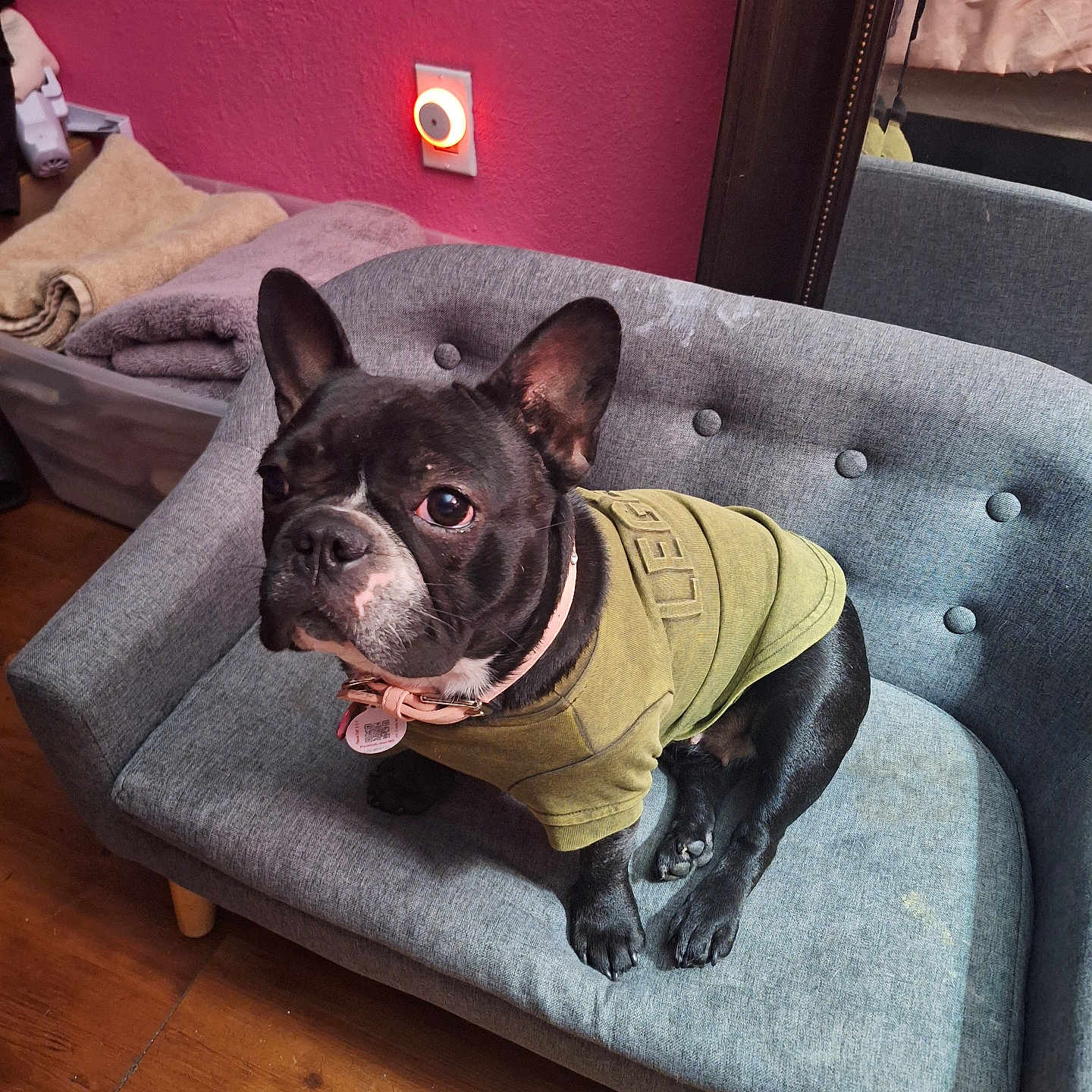 Bella is registered to the contest to win money with this photo: clothing, collar, couch, cozy_room, curious, dog, floor, french_bulldog, furniture, green_shirt, indoor, looking_up, mirror, pet, pink_wall, reflection, small_couch, tag, towels, wood_floor