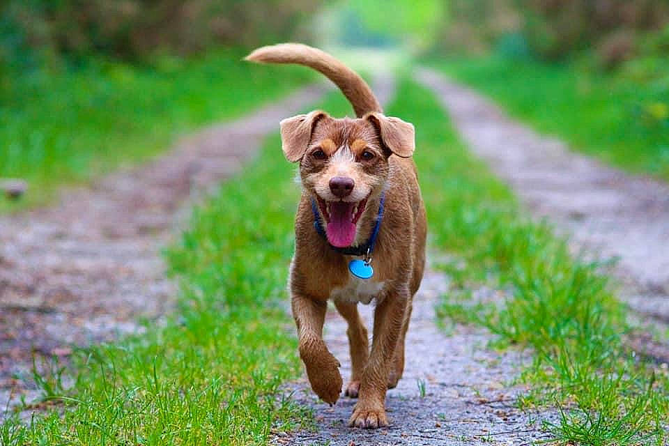 Youki participe au concours pour gagner de l'argent avec cette photo : canidae, carnivore, companion_dog, dog, dog_breed, hunting_dog, mammal, sporting_group, terrier, vertebrate