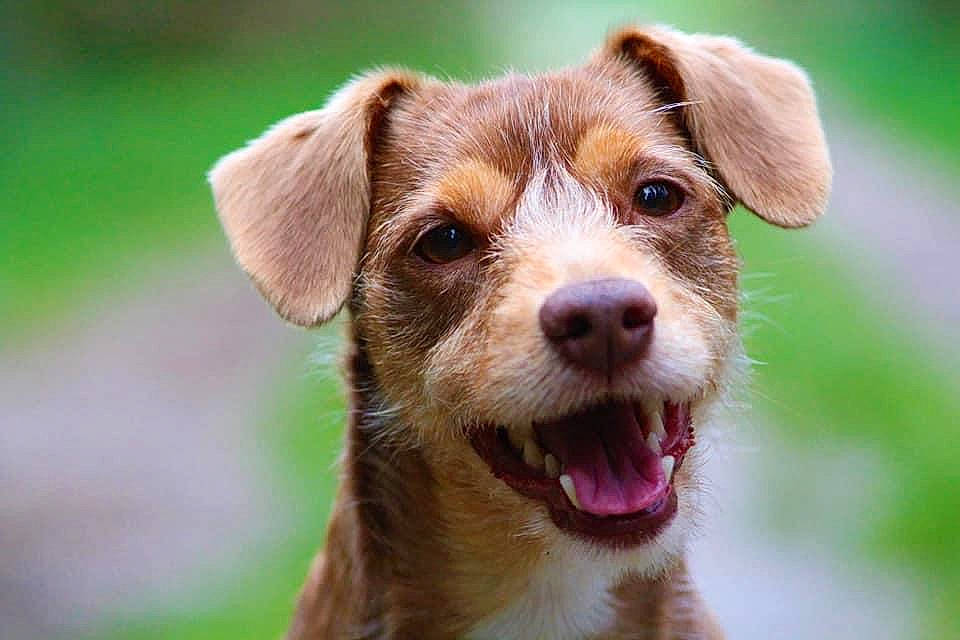 Youki participe au concours pour gagner de l'argent avec cette photo : canidae, carnivore, companion_dog, dog, dog_breed, kromfohrlander, mammal, plant, puppy, rare_breed_dog, russell_terrier, snout, sporting_group, vertebrate, whiskers