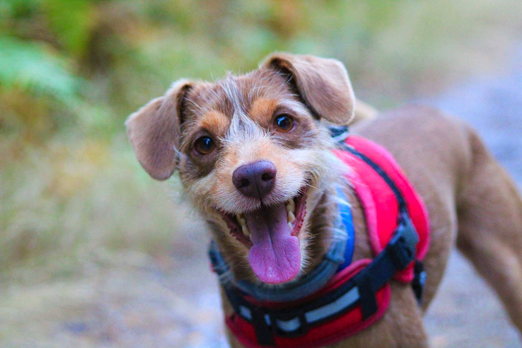 Youki participe au concours pour gagner de l'argent avec cette photo : canidae, carnivore, companion_dog, dog, dog_breed, leash, mammal, puppy, rare_breed_dog, snout, sporting_group, terrier, vertebrate