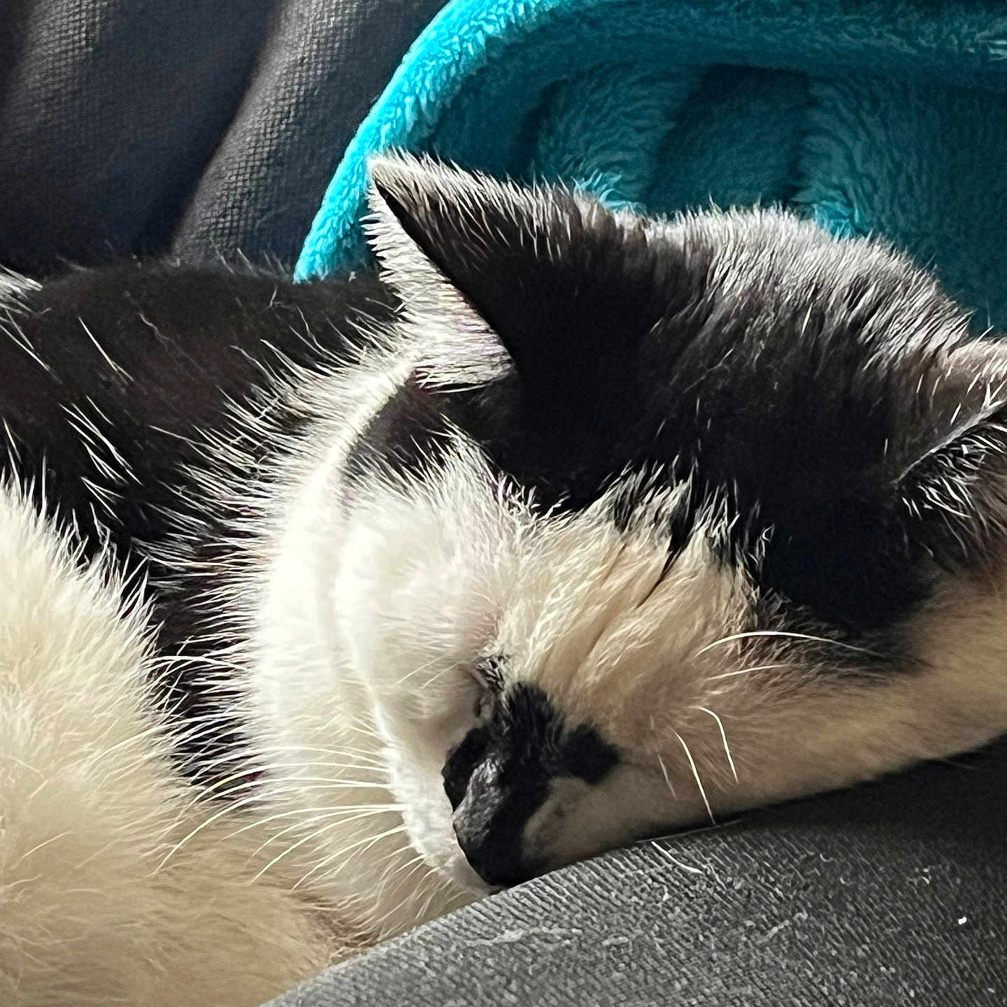 Zorro participe au concours pour gagner de l'argent avec cette photo : abyssinian, animal, armchair, bed, blanket, cat, chair, couch, furniture, homedecor, indoors, kitten, manx, person, pet, quilt, siamese, sleeping, snout, towel