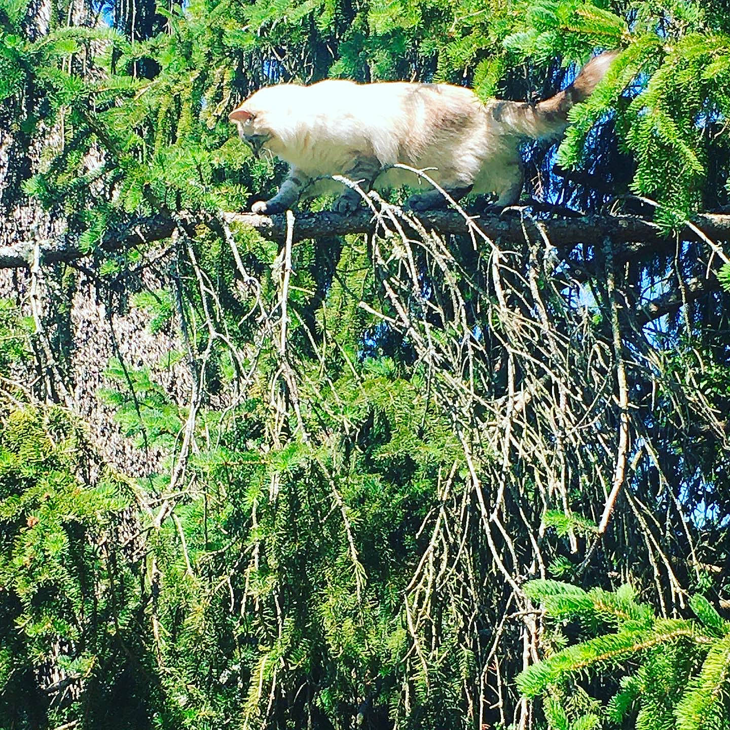 Oscar a rejoint le concours — aidez-le/la à gagner de superbes lots ! branch, canidae, carnivore, fawn, grass, plant, tree, wildlife