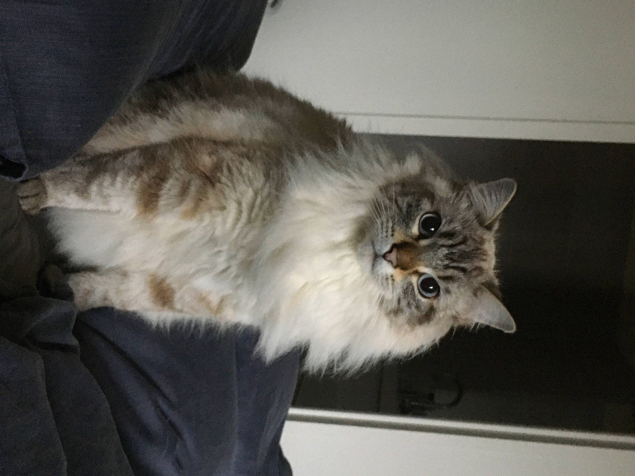 Oscar participe au concours pour gagner de l'argent avec cette photo : asian_semi_longhair, british_semi_longhair, carnivore, cat, domestic_long_haired_cat, ear, felidae, fur, mammal, norwegian_forest_cat, persian, ragamuffin, ragdoll, siberian, small_to_medium_sized_cats, whiskers