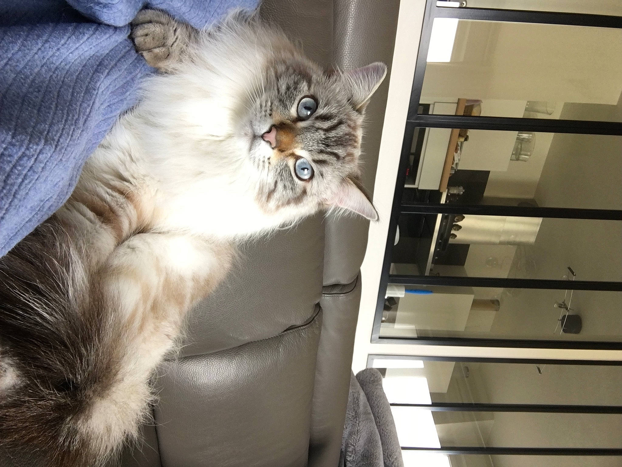 Oscar participe au concours pour gagner de l'argent avec cette photo : american_curl, asian_semi_longhair, balinese, british_longhair, british_semi_longhair, carnivore, cat, domestic_long_haired_cat, fawn, felidae, fur, himalayan, mammal, norwegian_forest_cat, ragamuffin, ragdoll, siberian, small_to_medium_sized_cats, whiskers