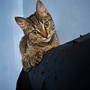 Ava a rejoint le concours — aidez-le/la à gagner de superbes lots ! cat, tabby, pet, animal, curious, feline, indoor, cute, ears, whiskers, claws, fur, face, eyes, head_tilt, closeup, wall, furniture, domestic, mammal