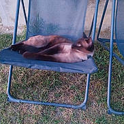 Vico participe au concours pour gagner de l'argent avec cette photo : animal, backyard, blue_chair, cat, chair, curious, daylight, domestic_animal, feline, grass, grass_patch, nature, outdoor, pet, relaxed, resting, seat, siamese_cat, side_view, vacation_vibes