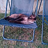 animal, backyard, blue_chair, cat, chair, curious, daylight, domestic_animal, feline, grass, grass_patch, nature, outdoor, pet, relaxed, resting, seat, siamese_cat, side_view, vacation_vibes