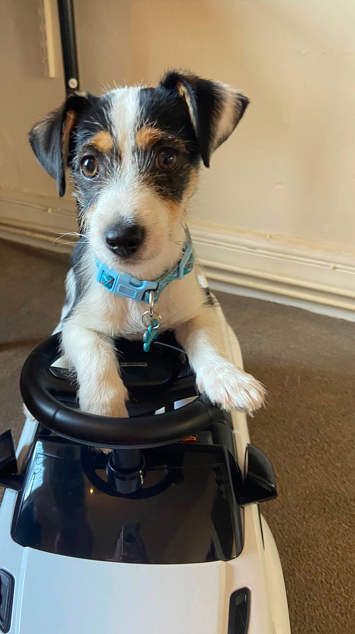 Duke joined the competition — help win amazing prizes! canidae, carnivore, companion_dog, dog, dog_breed, fox_terrier, mammal, miniature_fox_terrier, parson_russell_terrier, rare_breed_dog, russell_terrier, snout, terrier, vertebrate