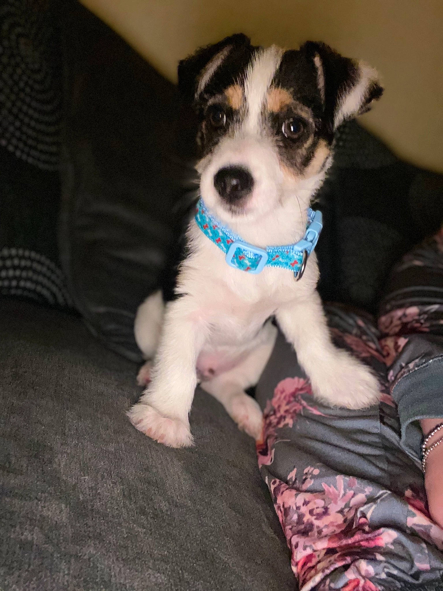 Duke is registered to the contest to win money with this photo: canidae, carnivore, chilean_fox_terrier, companion_dog, danish_swedish_farmdog, dog, dog_breed, feist, mammal, miniature_fox_terrier, parson_russell_terrier, puppy, rare_breed_dog, rat_terrier, ratonero_bodeguero_andaluz, russell_terrier, snout, sporting_group, vertebrate