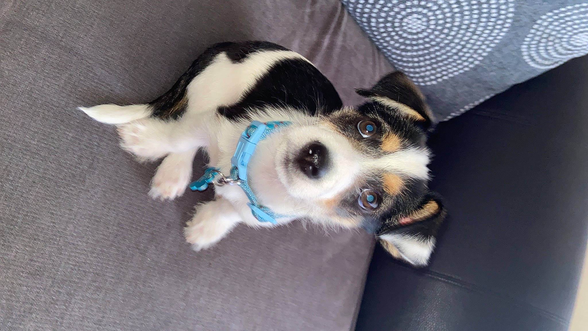 Duke joined the competition — help win amazing prizes! australian_shepherd, canidae, cardigan_welsh_corgi, carnivore, companion_dog, dog, dog_breed, ear, fox_terrier, mammal, paw, puppy, snout, sporting_group