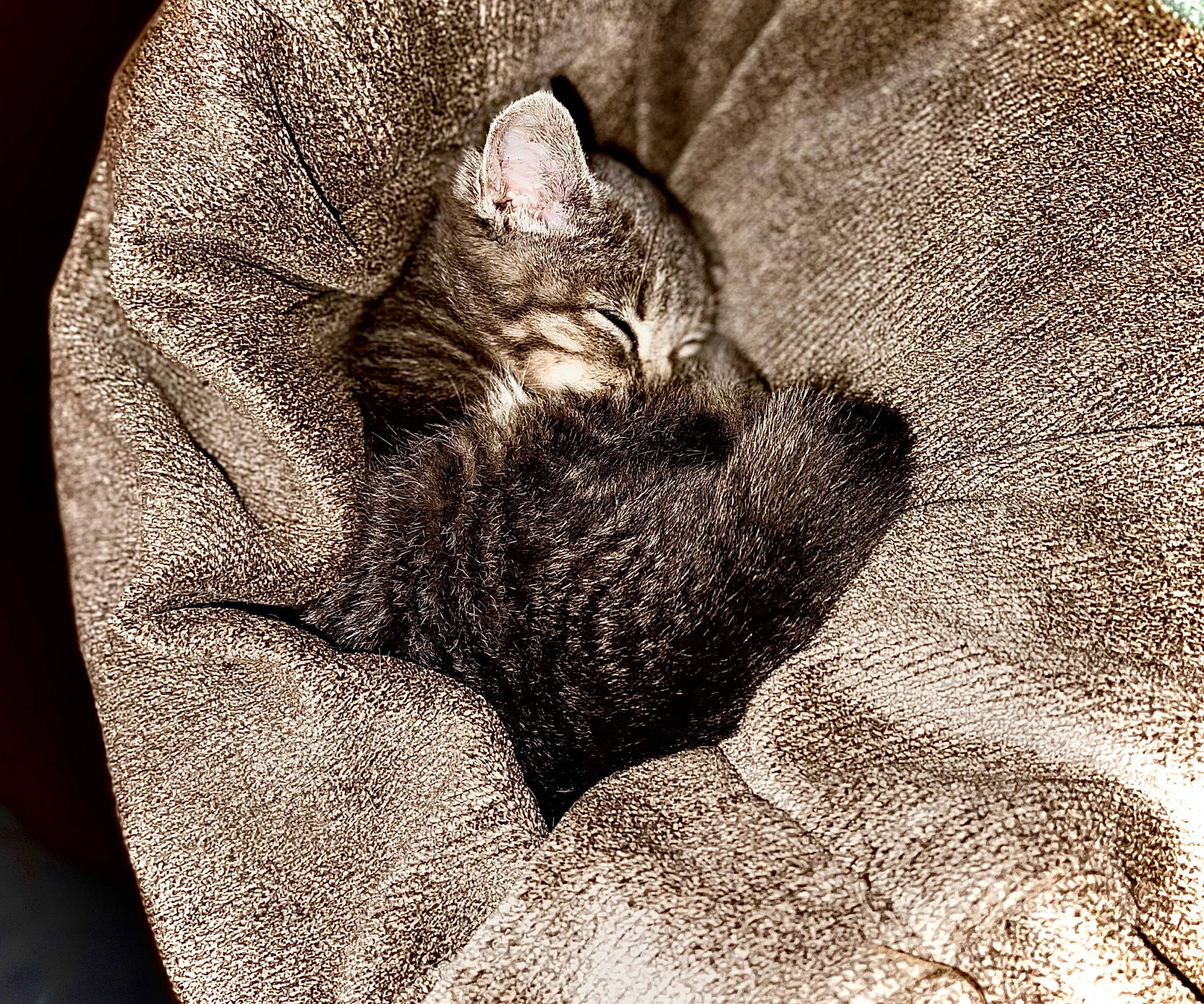 Greyson is registered to the contest to win money with this photo: art, carnivore, cat, cat_bed, claw, close_up, comfort, domestic_short_haired_cat, felidae, fur, grey, monochrome, monochrome_photography, pattern, paw, small_to_medium_sized_cats, snout, tail, terrestrial_animal, whiskers