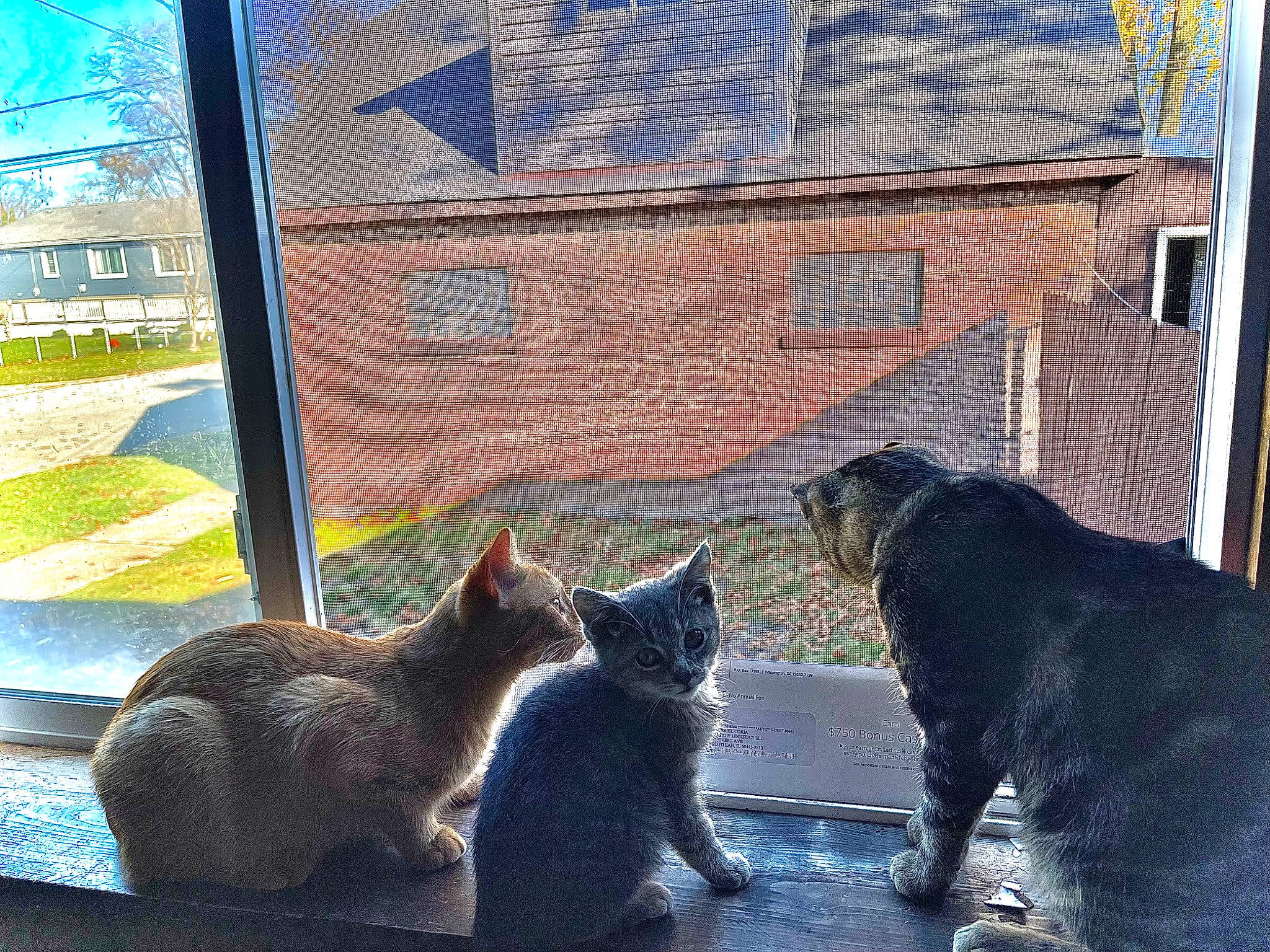 Greyson joined the competition — help win amazing prizes! brick, carnivore, cat, felidae, grass, grey, line, mammal, plant, road_surface, small_to_medium_sized_cats, snout, sunlight, tail, tints_and_shades, tree, wall, whiskers, window, wood