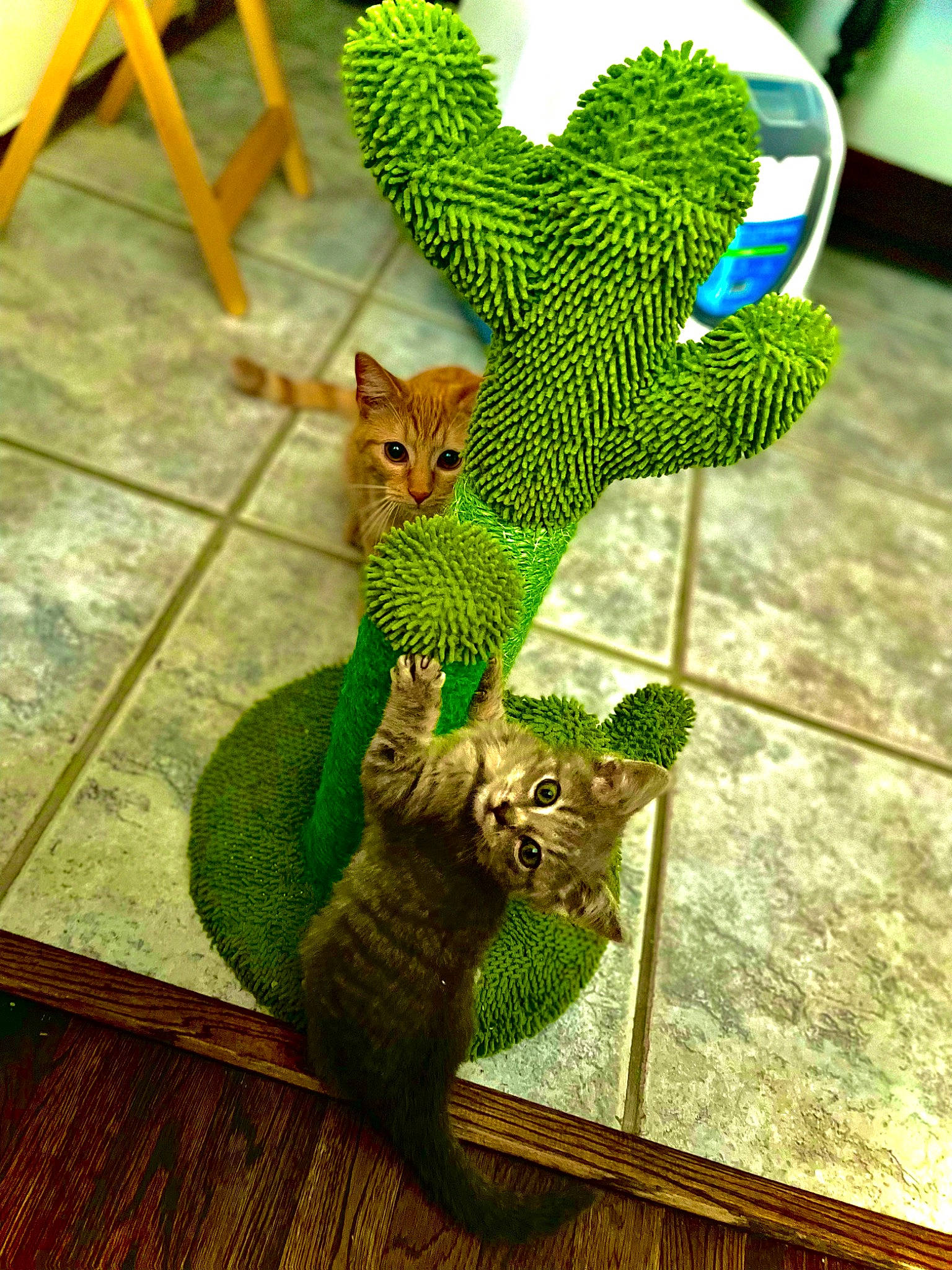 Greyson is registered to the contest to win money with this photo: art, carnivore, cat, fawn, felidae, grass, green, houseplant, plant, small_to_medium_sized_cats, stuffed_toy, tail, terrestrial_animal, terrestrial_plant, toy, tree, trunk, whiskers, wood, yellow