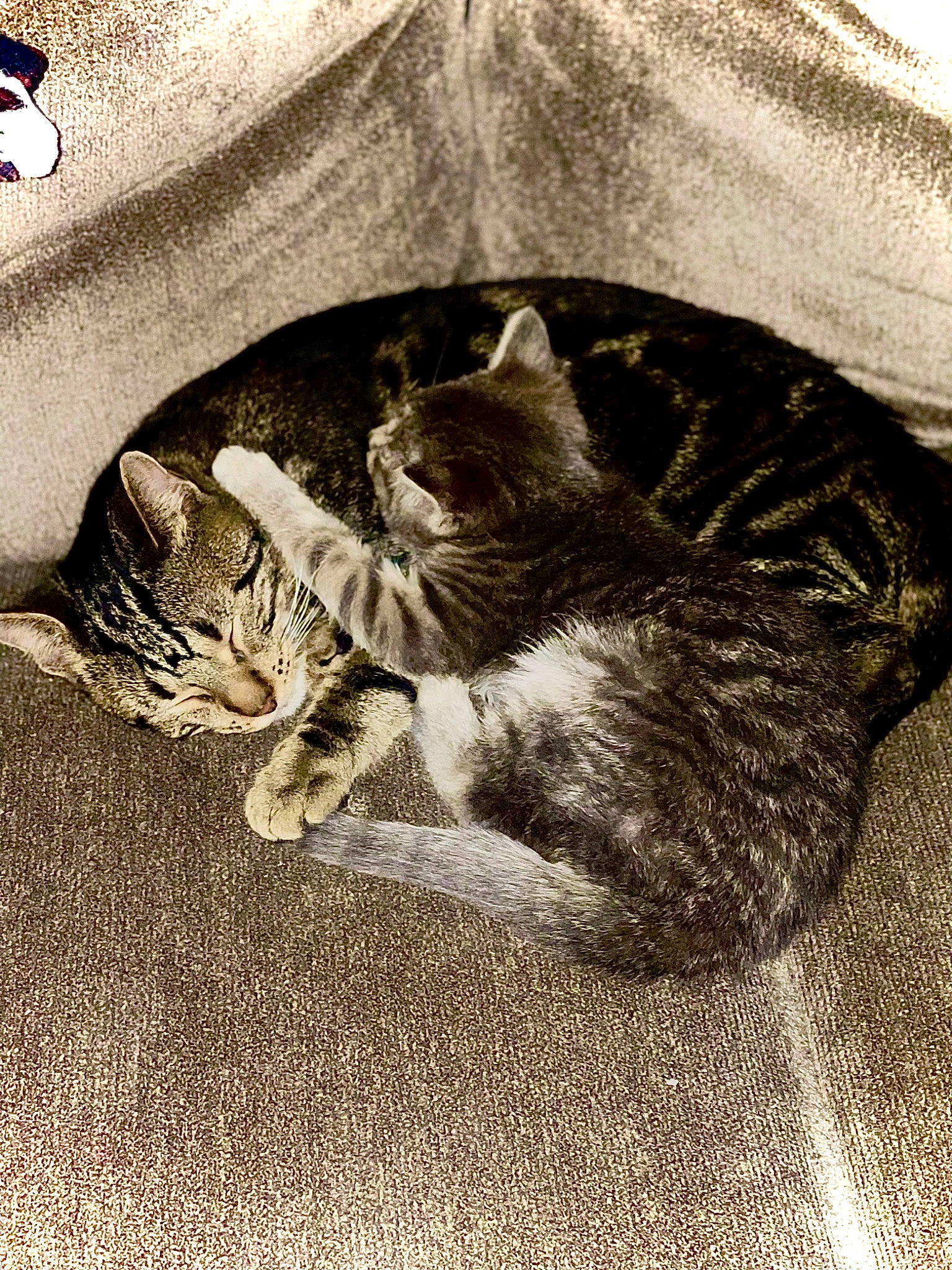 Greyson is registered to the contest to win money with this photo: art, black_cat, carnivore, cat, claw, comfort, domestic_short_haired_cat, felidae, fur, grey, monochrome_photography, nap, paw, photo_caption, sitting, small_to_medium_sized_cats, snout, tail, whiskers, wood