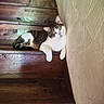 cat, tabby_cat, white_cat, wooden_stairs, stairs, indoor, pet, animal, feline, resting, relaxed, curious, green_eyes, texture, wall, brown, cozy, home, domestic, comfortable