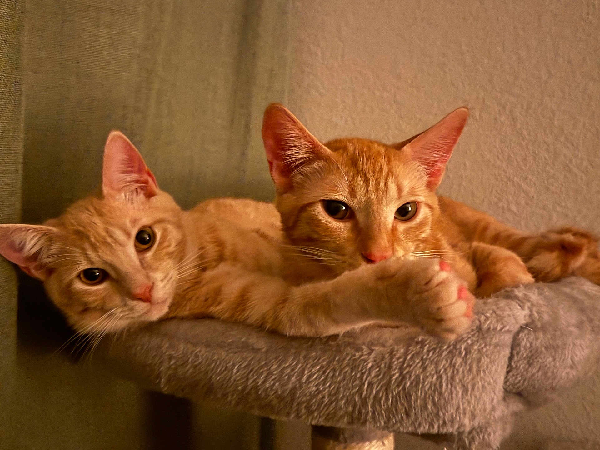 Pumpkin Spice joined the competition — help win amazing prizes! cat, cat_tree, closeup, cozy, domestic, ears, feline, fur, ginger_cat, indoor, looking, paw, pets, relaxed, resting, sleepy, soft_texture, two_cats, warm_lighting, whiskers