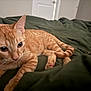 Pumpkin Spice is registered to the contest to win money with this photo: animal, bed, blanket, cat, closeup, curious, cute, domestic_cat, ears, feline, fur, indoor, orange_tabby, paws, pet, relaxed, resting, soft_lighting, tail, whiskers