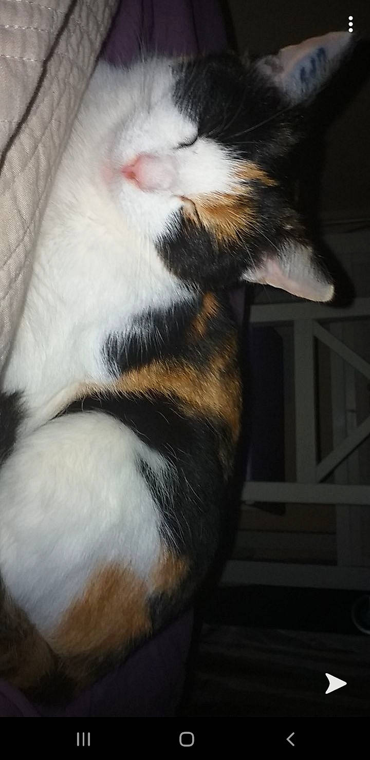 Nala participe au concours pour gagner de l'argent avec cette photo : canidae, carnivore, cat, claw, ear, felidae, fur, leg, norwegian_forest_cat, nose, paw, polydactyl_cat, puppy, small_to_medium_sized_cats, snout, tail, whiskers