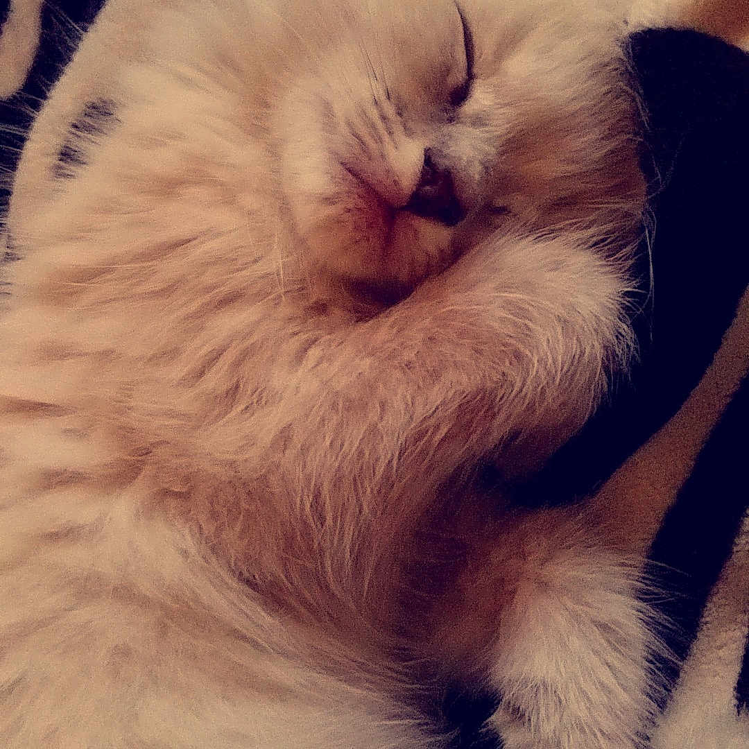 Alexander is registered to the contest to win money with this photo: carnivoran, cat, cat_like_mammal, eye, fur, kitten, mammal, persian, ragdoll, small_to_medium_sized_cats, snout, whiskers