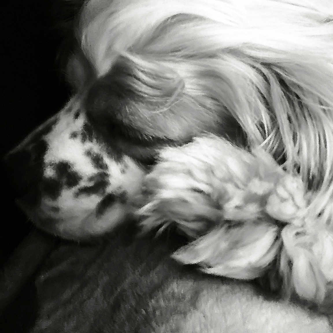 Lady Sophia