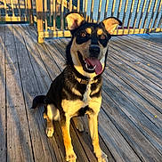 Mocha joined the competition — help win amazing prizes! animal, black_and_tan, canine, collar, companion, daylight, dog, ears_up, fur, happy, house, outdoor, pet, railing, shadow, sitting, smiling, sunlight, tongue_out, wooden_deck