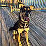 animal, black_and_tan, canine, collar, companion, daylight, dog, ears_up, fur, happy, house, outdoor, pet, railing, shadow, sitting, smiling, sunlight, tongue_out, wooden_deck