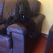 Mozart participe au concours pour gagner de l'argent avec cette photo : dog, black_dog, cocker_spaniel, pet, leather_couch, brown_couch, indoor, living_room, wooden_floor, yellow_wall, relaxed, long_ears, fluffy, sitting, looking_at_camera, domestic_animal, furniture, home, canine, companion