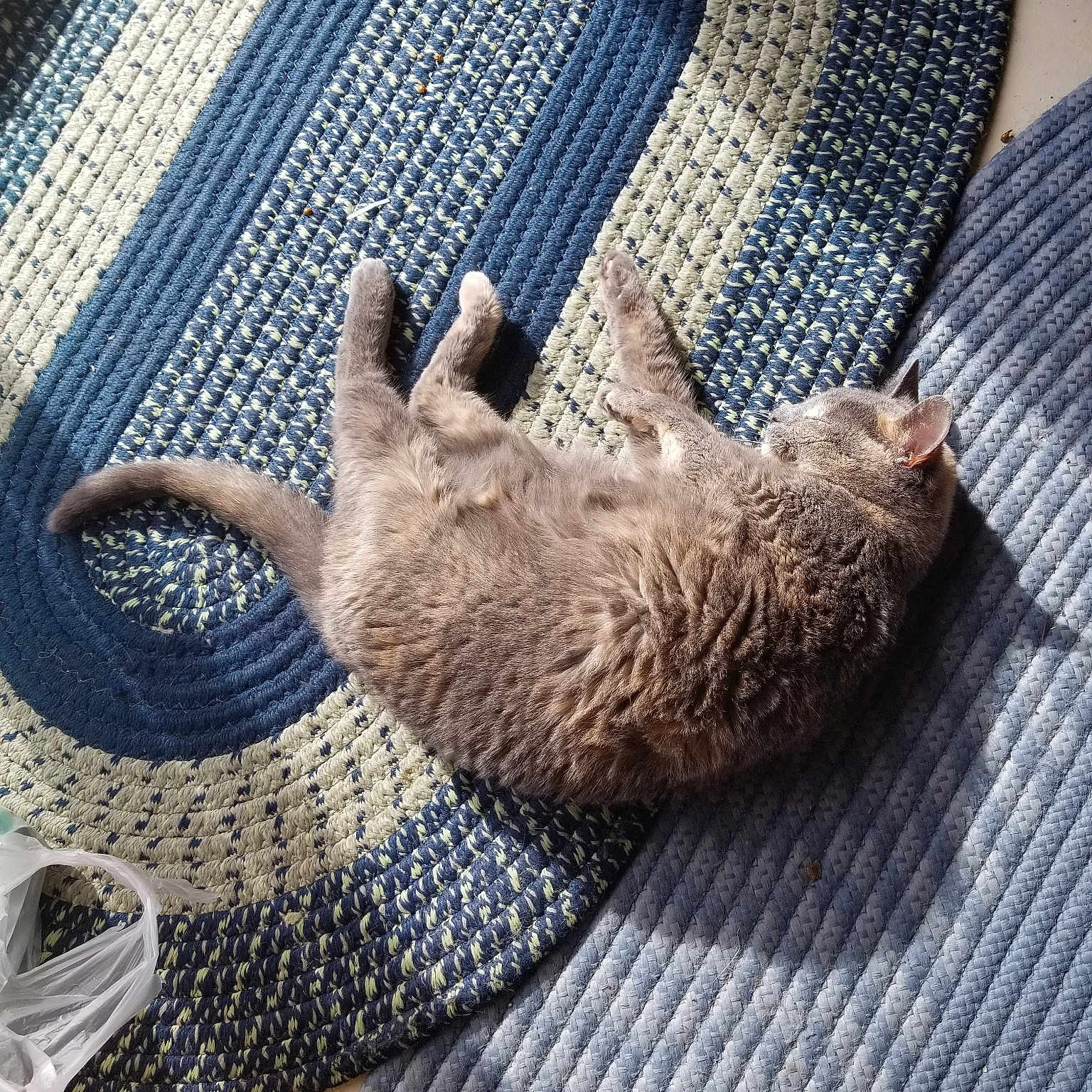 Kyrie is registered to the contest to win money with this photo: carnivore, cat, claw, fawn, felidae, finger, foot, hand, knitting, leg, sloth, small_to_medium_sized_cats, tail, three_toed_sloth, whiskers, wool