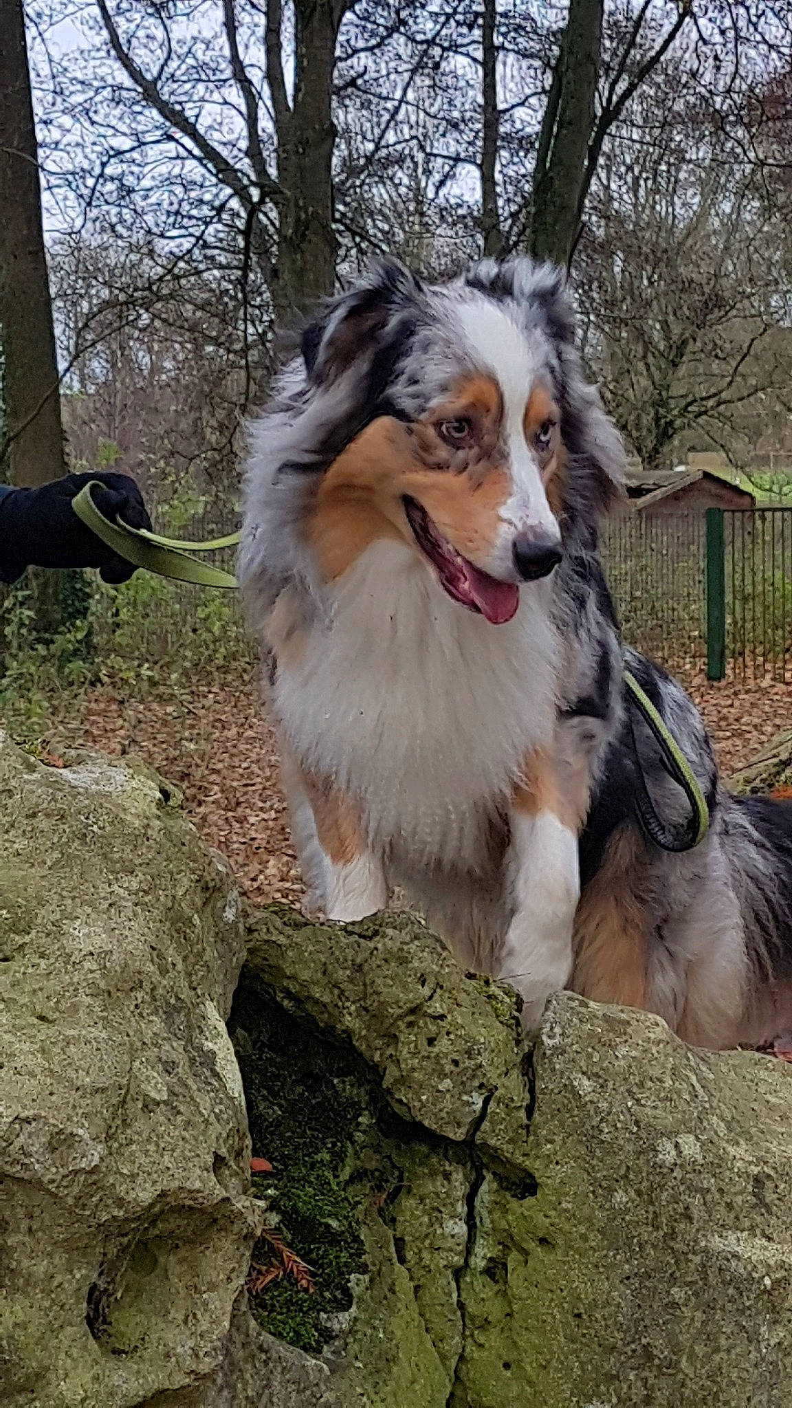 Oggy participe au concours pour gagner de l'argent avec cette photo : australian_collie, australian_shepherd, border_collie, canidae, carnivore, collie, companion_dog, dog, dog_breed, english_shepherd, herding_dog, mammal, rough_collie, scotch_collie, shetland_sheepdog, sporting_group, vertebrate, welsh_sheepdog, working_dog