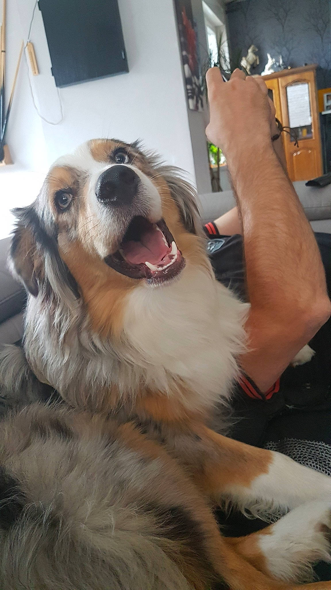 Oggy a rejoint le concours — aidez-le/la à gagner de superbes lots ! australian_shepherd, canidae, carnivore, companion_dog, dog, dog_breed, english_shepherd, fawn, fur, mammal, miniature_australian_shepherd, nose, rare_breed_dog, small_greek_domestic_dog, snout, sporting_group