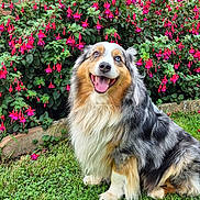 Oggy participe au concours pour gagner de l'argent avec cette photo : animal, australian_shepherd, blue_eye, brick_wall, brown_eye, canine, cute, dog, flower_bush, fur, garden, grass, greenery, happy, nature, outdoor, pet, pink_flowers, sitting, smiling