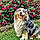 Oggy