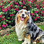animal, australian_shepherd, blue_eye, brick_wall, brown_eye, canine, cute, dog, flower_bush, fur, garden, grass, greenery, happy, nature, outdoor, pet, pink_flowers, sitting, smiling