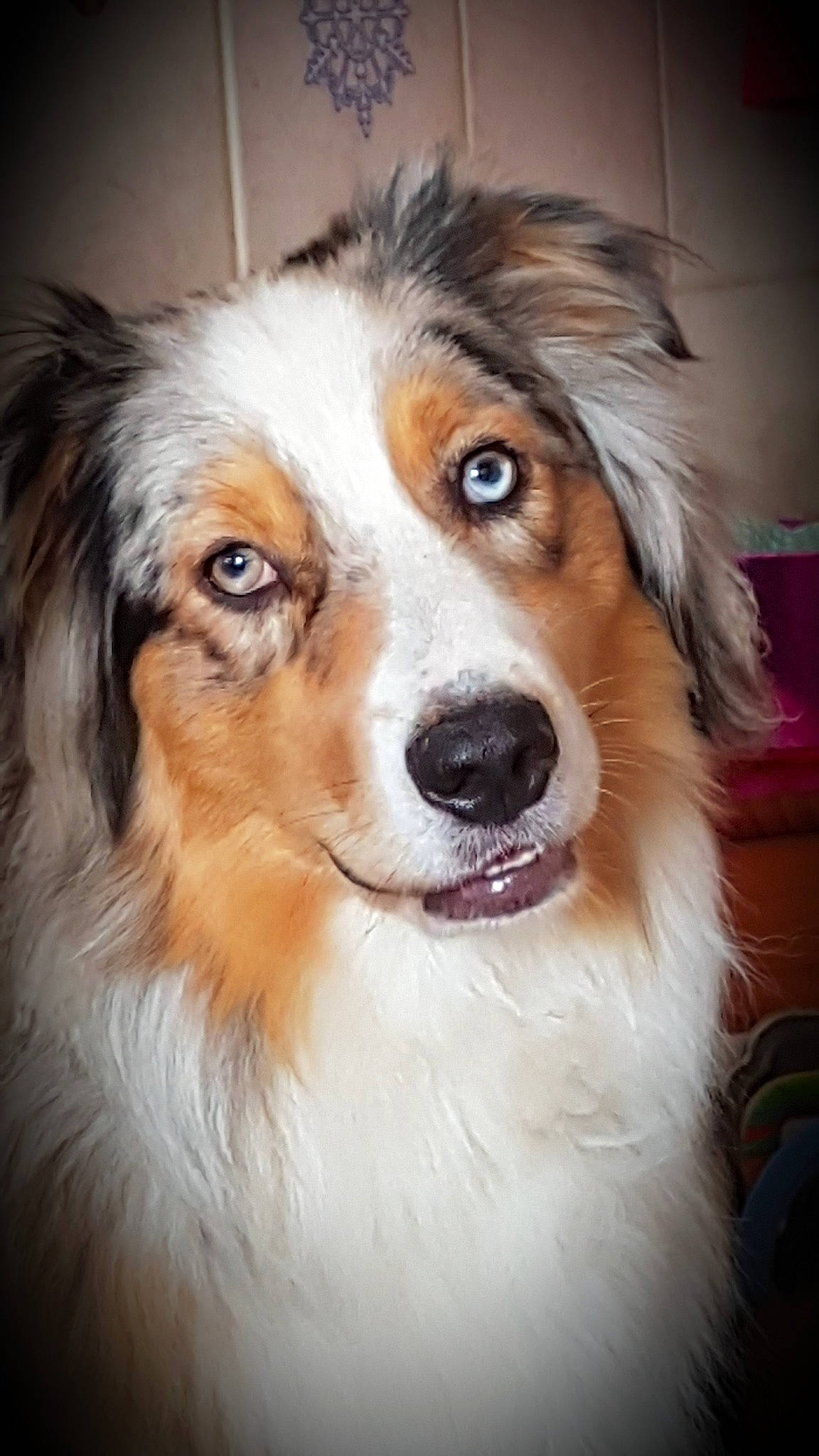 Oggy participe au concours pour gagner de l'argent avec cette photo : australian_collie, australian_shepherd, basque_shepherd_dog, border_collie, canidae, carnivore, collie, companion_dog, dog, dog_breed, english_shepherd, herding_dog, mammal, miniature_australian_shepherd, rough_collie, scotch_collie, shetland_sheepdog, snout, vertebrate, welsh_sheepdog