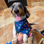 Prince is registered to the contest to win money with this photo: bandana, black_nose, bright_eyes, cheerful, close_up, dapple_coat, dog, hand_holding, happy, harness, indoor, leash, paws, pet_accessory, portrait, puppy, small_dog, tile_floor, tongue_out, veterinary_clinic