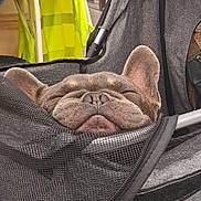 Joo participe au concours pour gagner de l'argent avec cette photo : dog, french_bulldog, sleeping, mesh_carrier, pet, cozy, resting, closeup, ears, snout, indoor, fabric, grey, yellow, soft, cute, animal, nose, face, relaxed